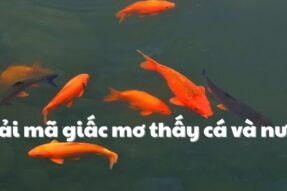 Nằm mơ thấy cá và nước mang điềm gì? Con số nào may mắn?