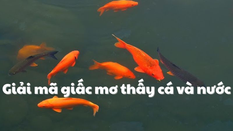nằm mơ thấy cá và nước 2
