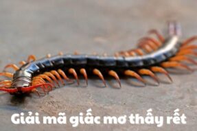 Giấc mơ thấy rết: Ý nghĩa văn hoá và con số may mắn