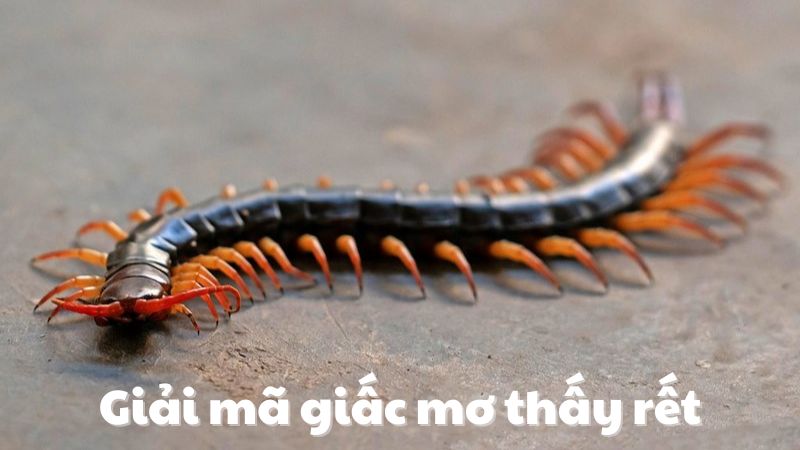 con rết số mấy 1