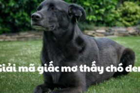 Mơ thấy chó đen đánh con gì – Ý nghĩa và điềm báo liên quan