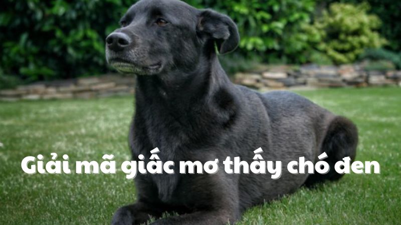 mơ thấy chó đen 2