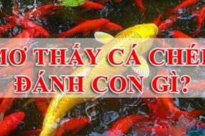 Mơ thấy cá chép – Giải mã giấc mơ và con số may mắn