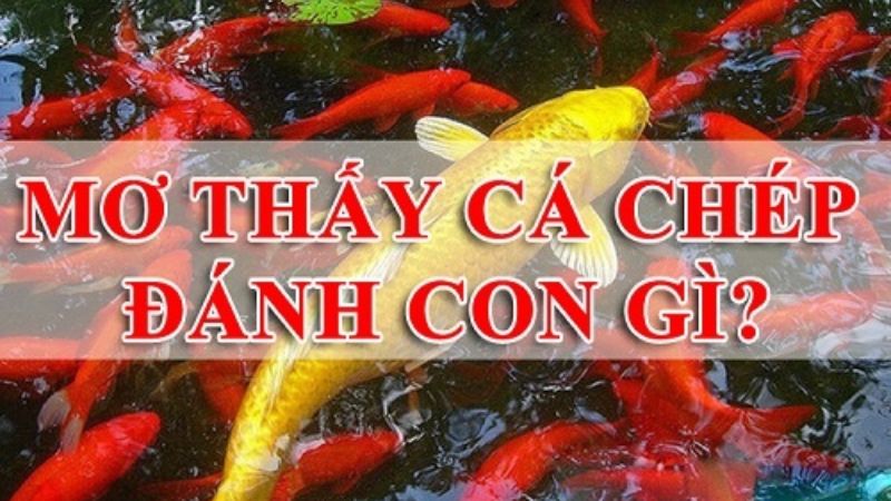 mơ thấy cá chép 2