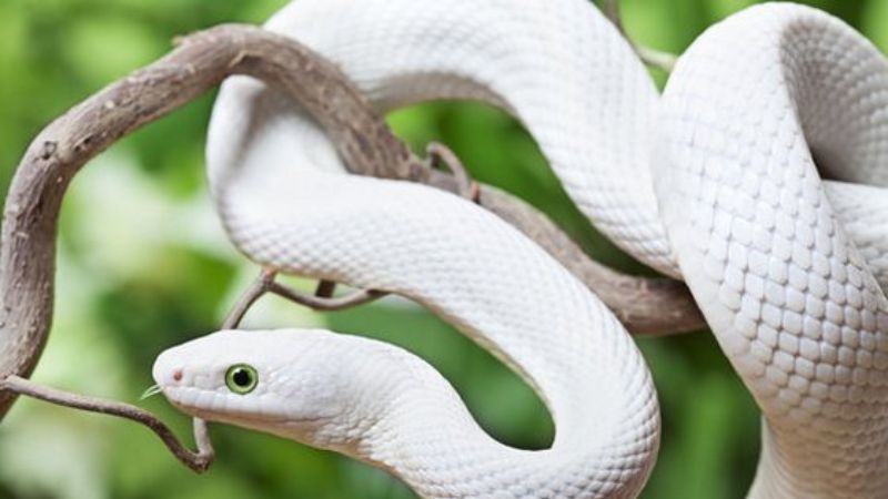 mơ thấy rắn trắng 3