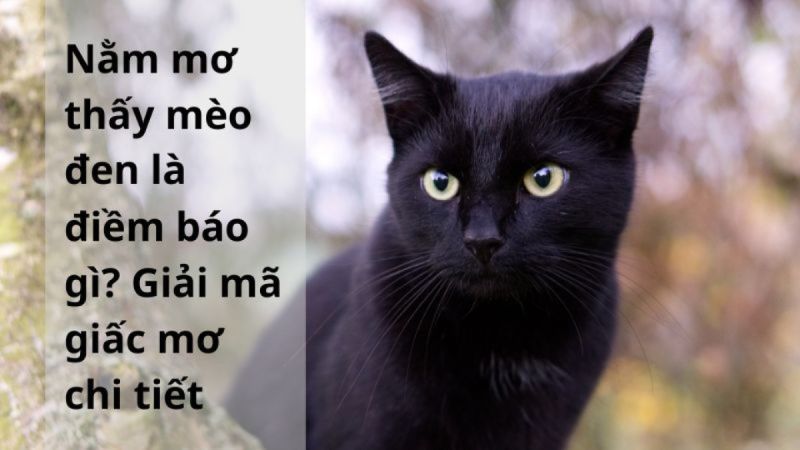 mơ thấy mèo đen 3