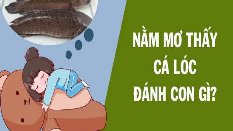 mơ thấy cá lóc 3