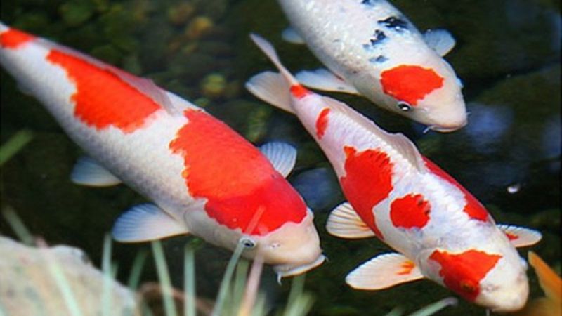nằm mơ thấy cá và nước 3