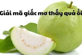 Mơ thấy quả ổi là điềm gì? Con số may mắn liên quan