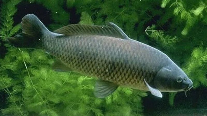 mơ thấy cá chép 3